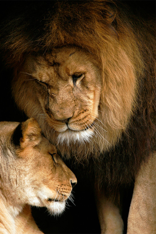 lion love